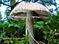 Agaricus augustus-amf159-2